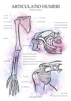 Die Schulter VENTRAL / KRANIAL