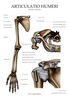 Die Schulter VENTRAL / KRANIAL