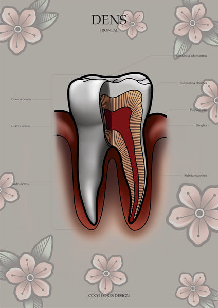 Zahn FRONTAL