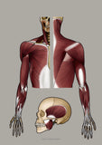 Muskulatur der oberen Extremitäten DORSAL und KRANIAL