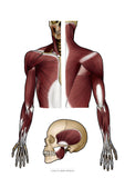 Muskulatur der oberen Extremitäten DORSAL und KRANIAL